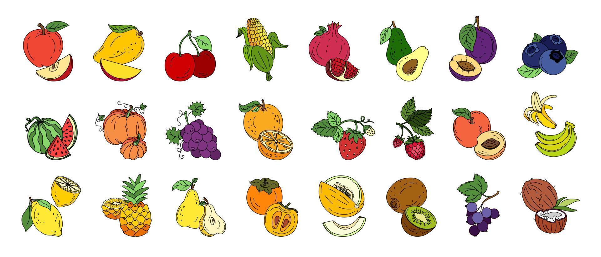 Exotic fruit set doodle Vector color illustration isolated on white background