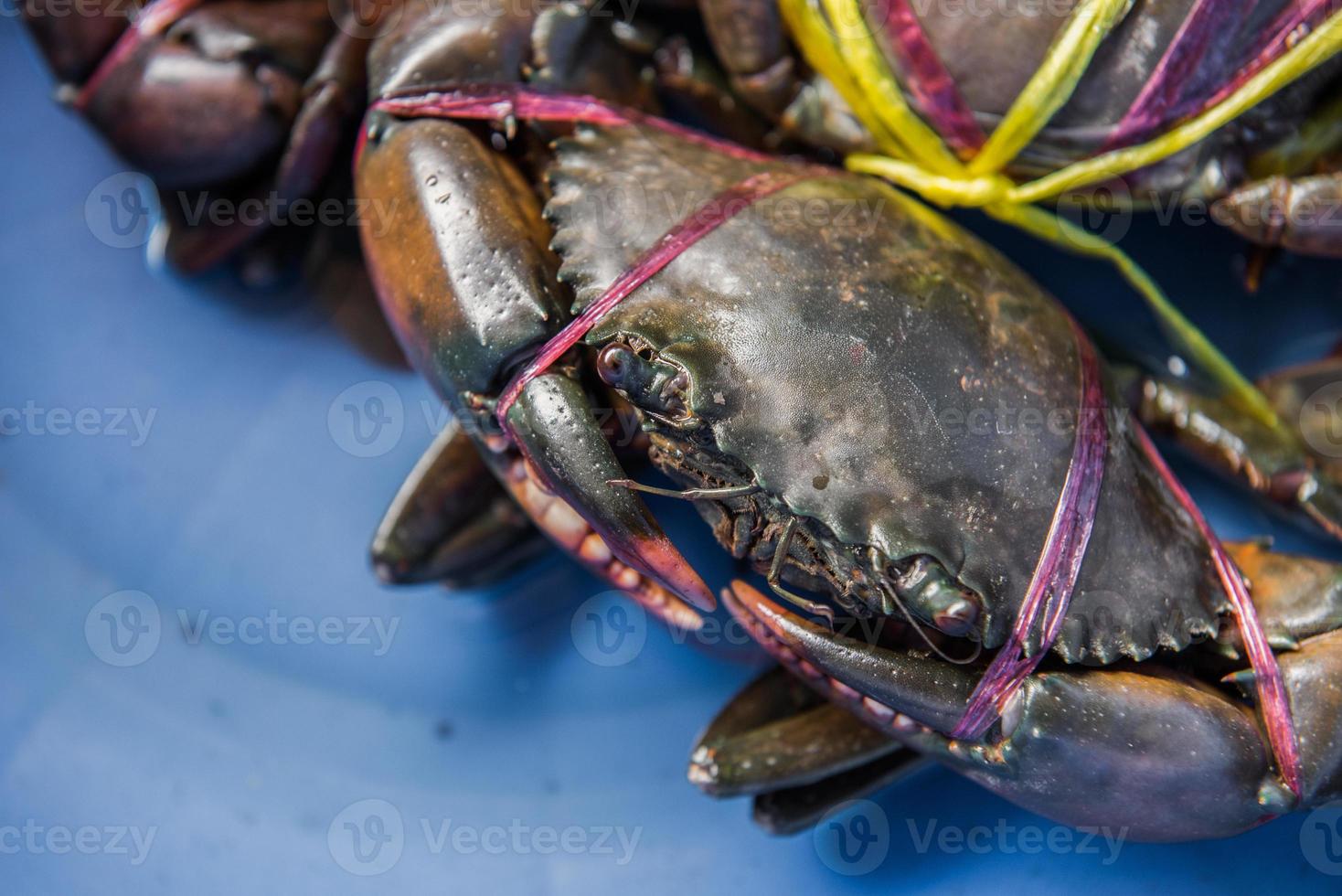 Live Crabs ready to be cooked in a market photo