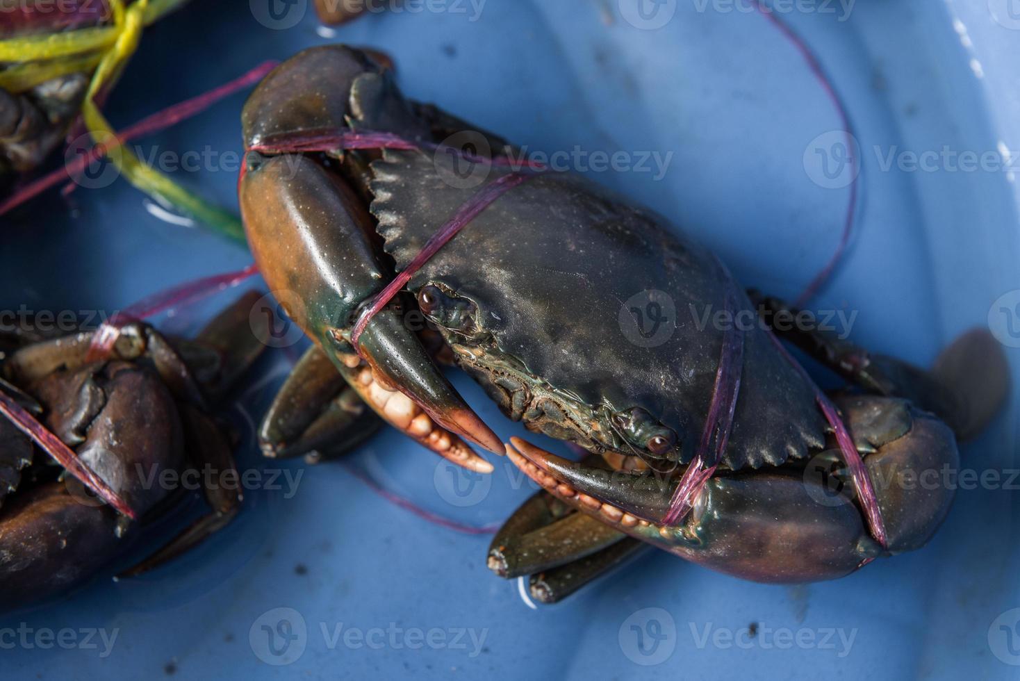 Live Crabs ready to be cooked in a market photo