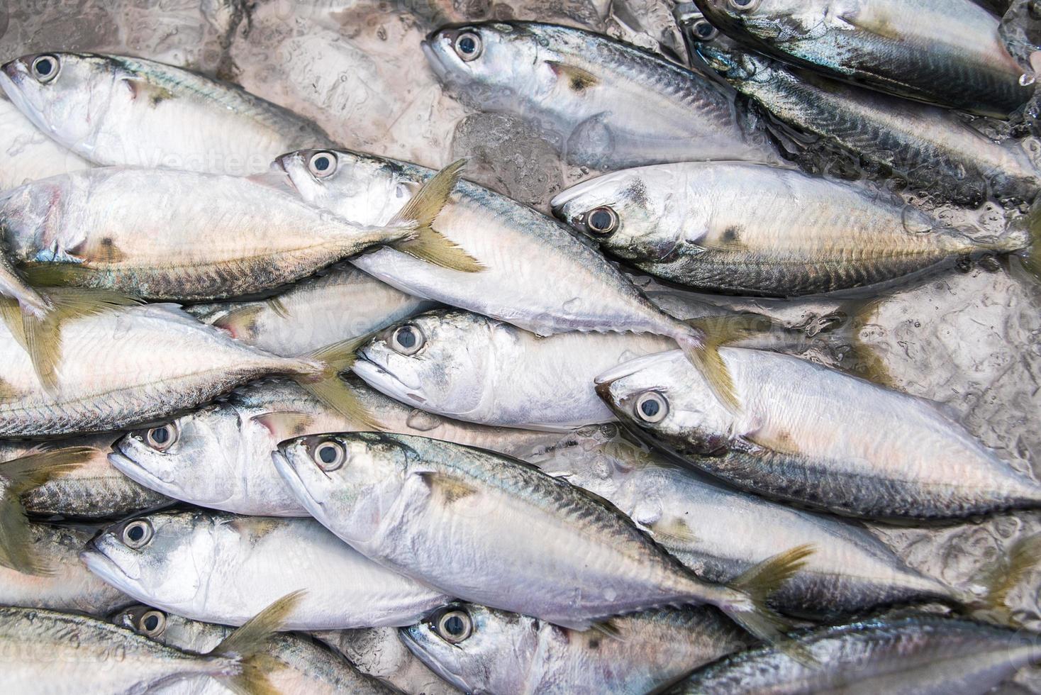 Fresh Group of fish in The Local Market photo