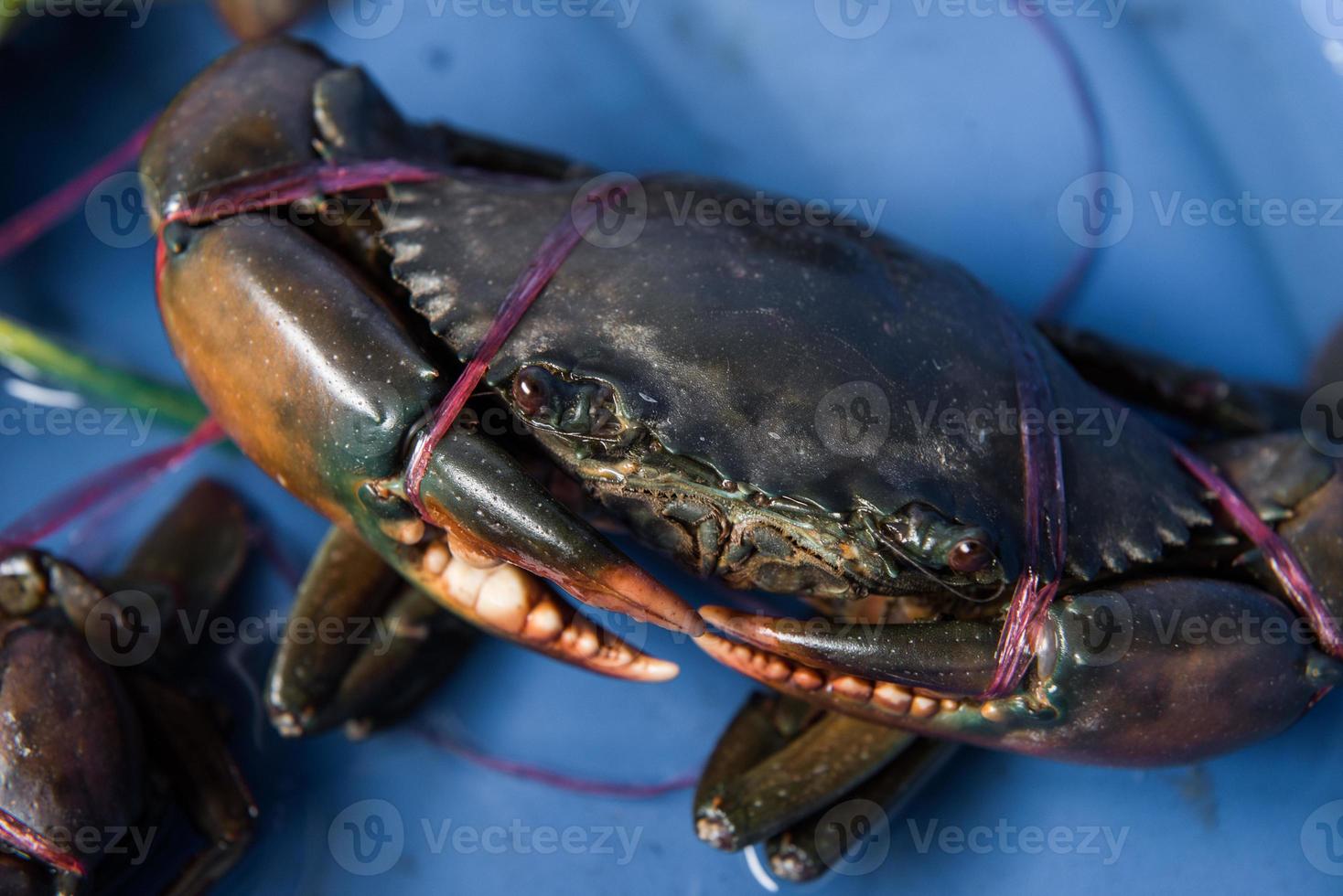 Live Crabs ready to be cooked in a market photo