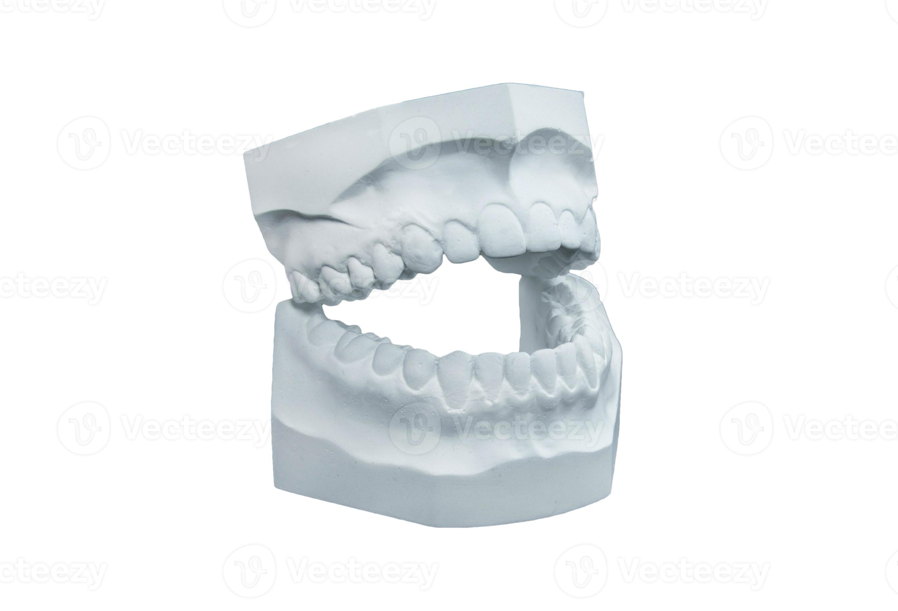 Dental plaster cast on white background 21896133 Stock Photo at Vecteezy