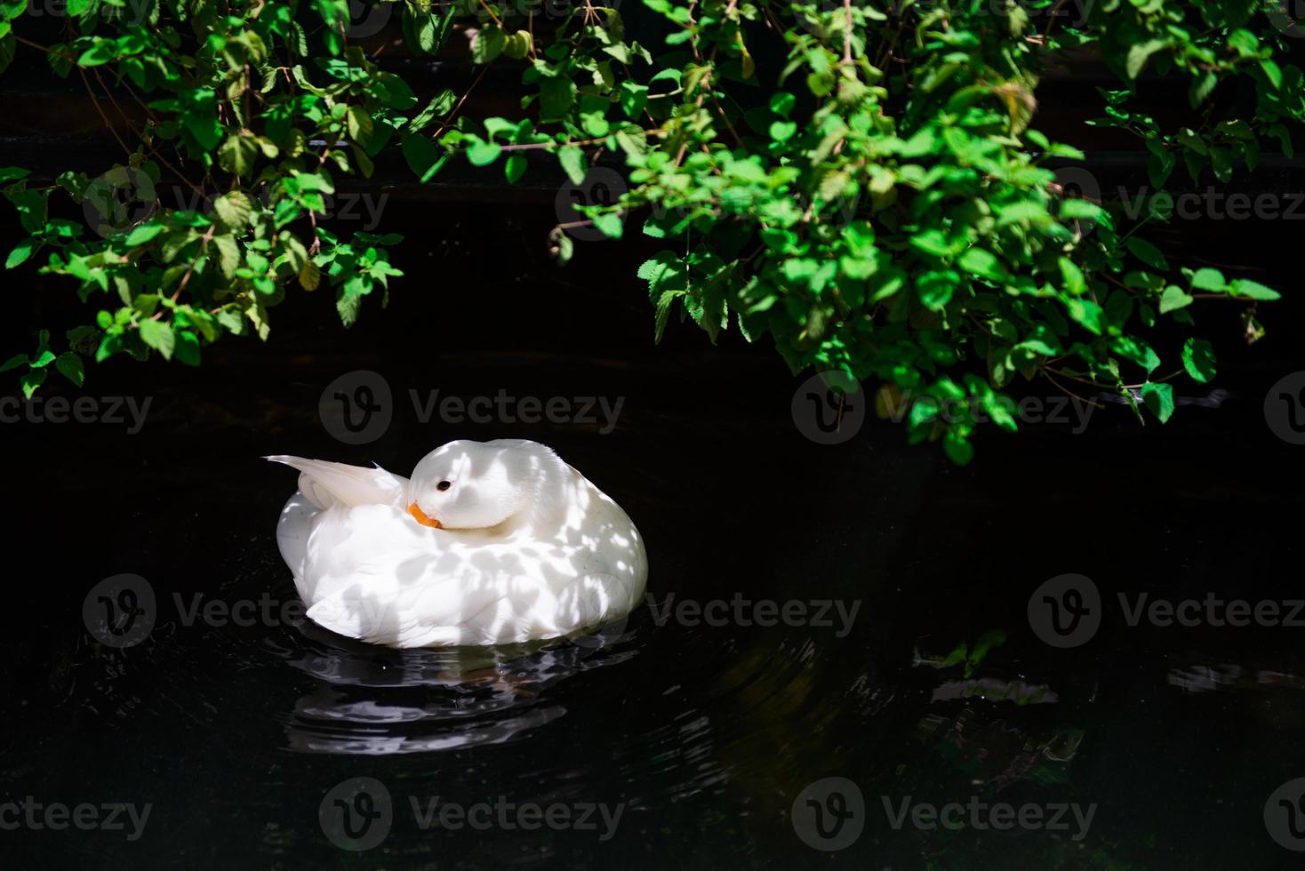 White duck in the pond photo