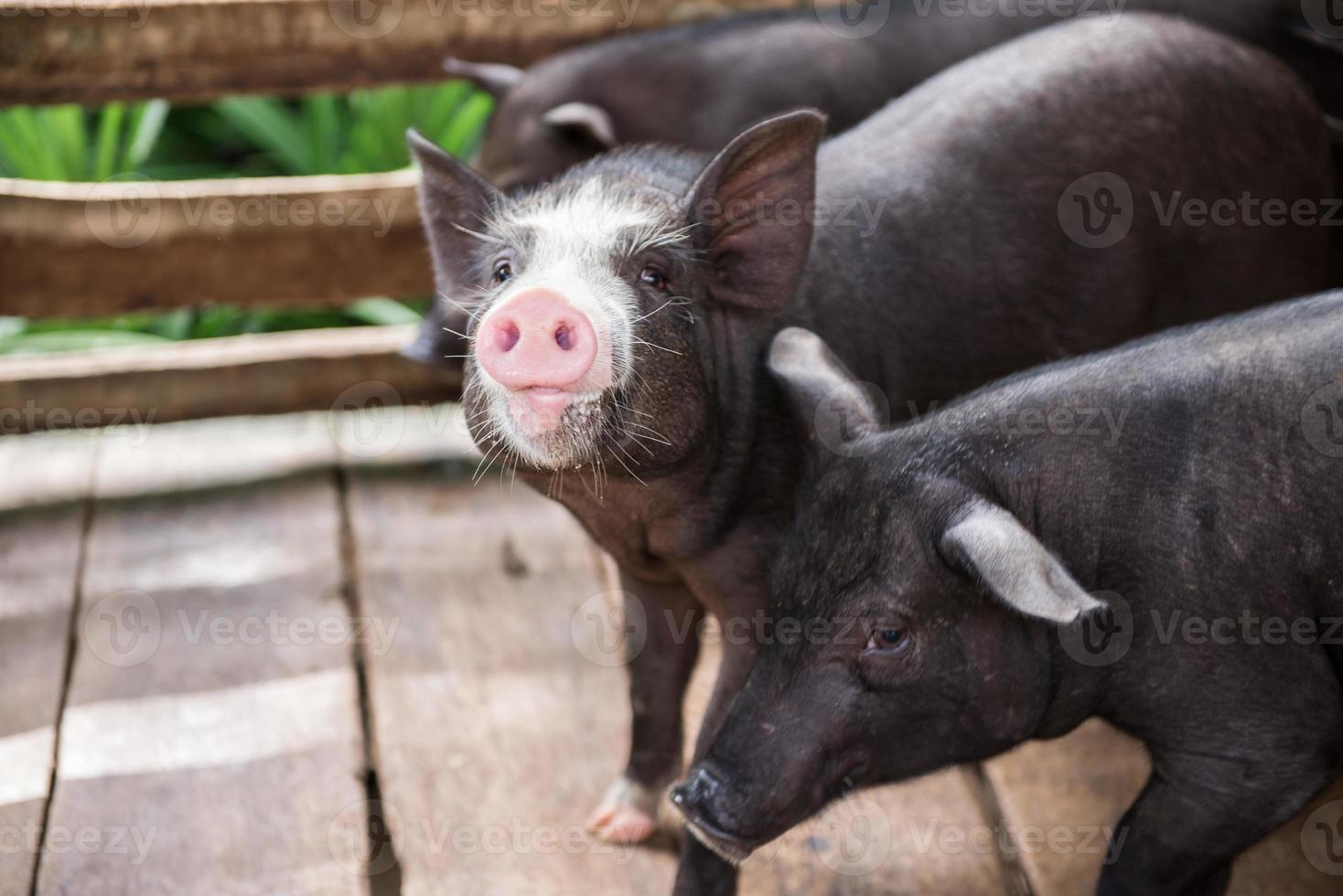 young dirty pigs in pig farm photo