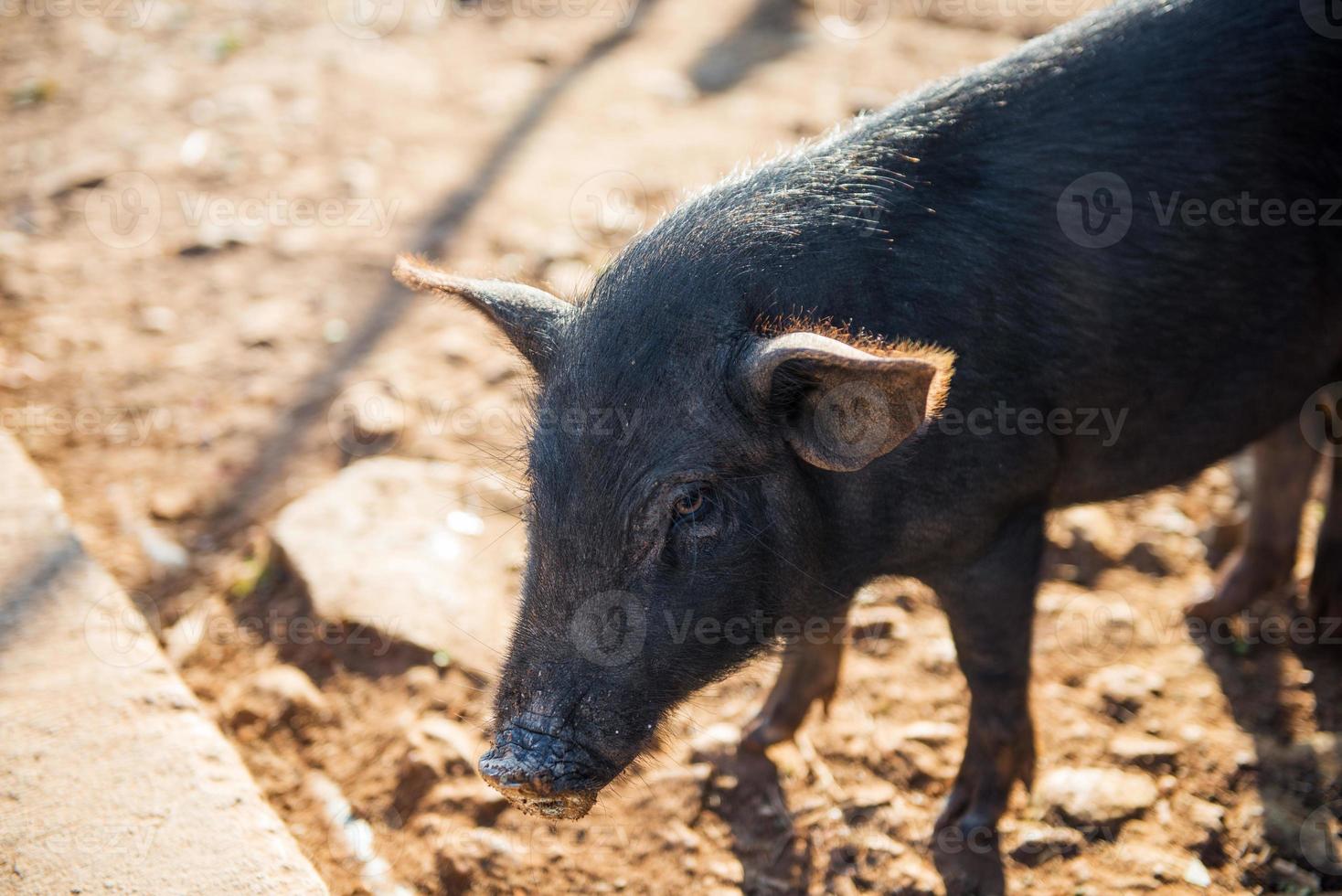 young dirty pig photo