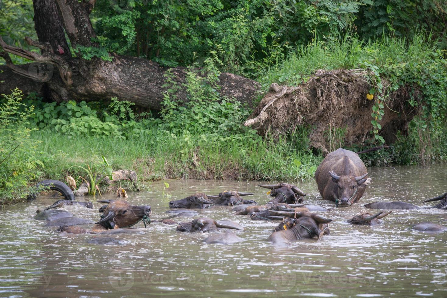 A group of buffalo are playing water, Thailand photo