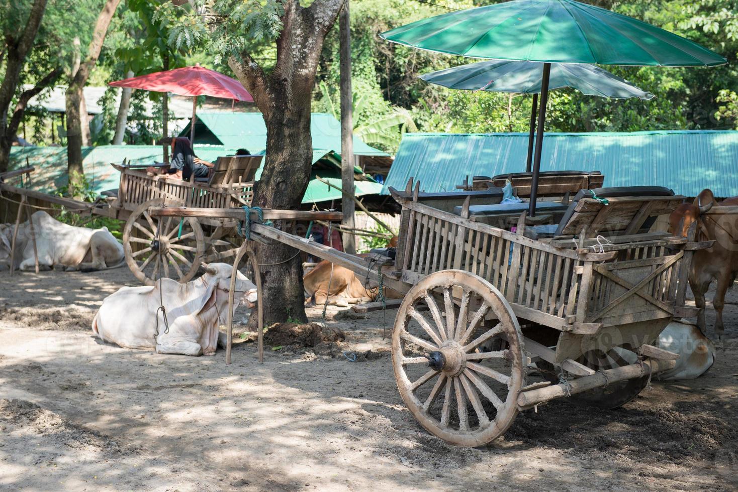 cow cart in Thailand photo