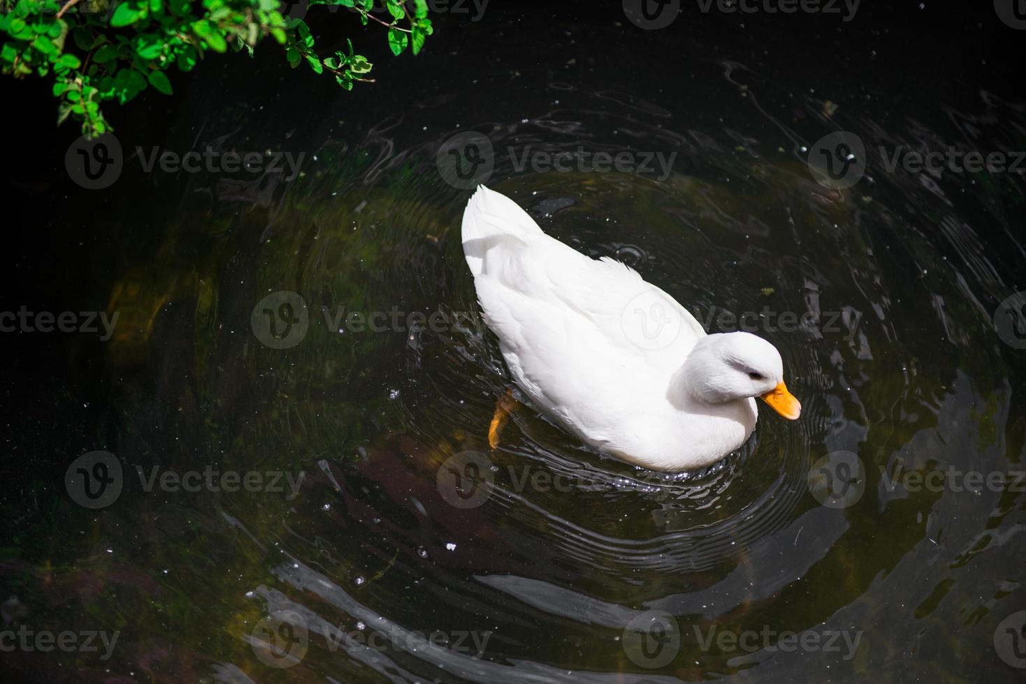 White duck in the pond photo