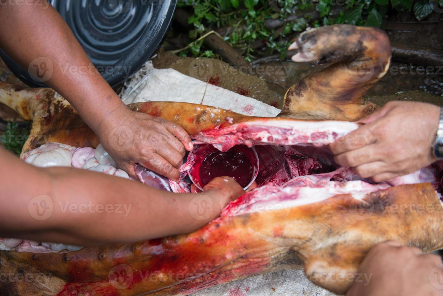 internal organs and blood of pig photo
