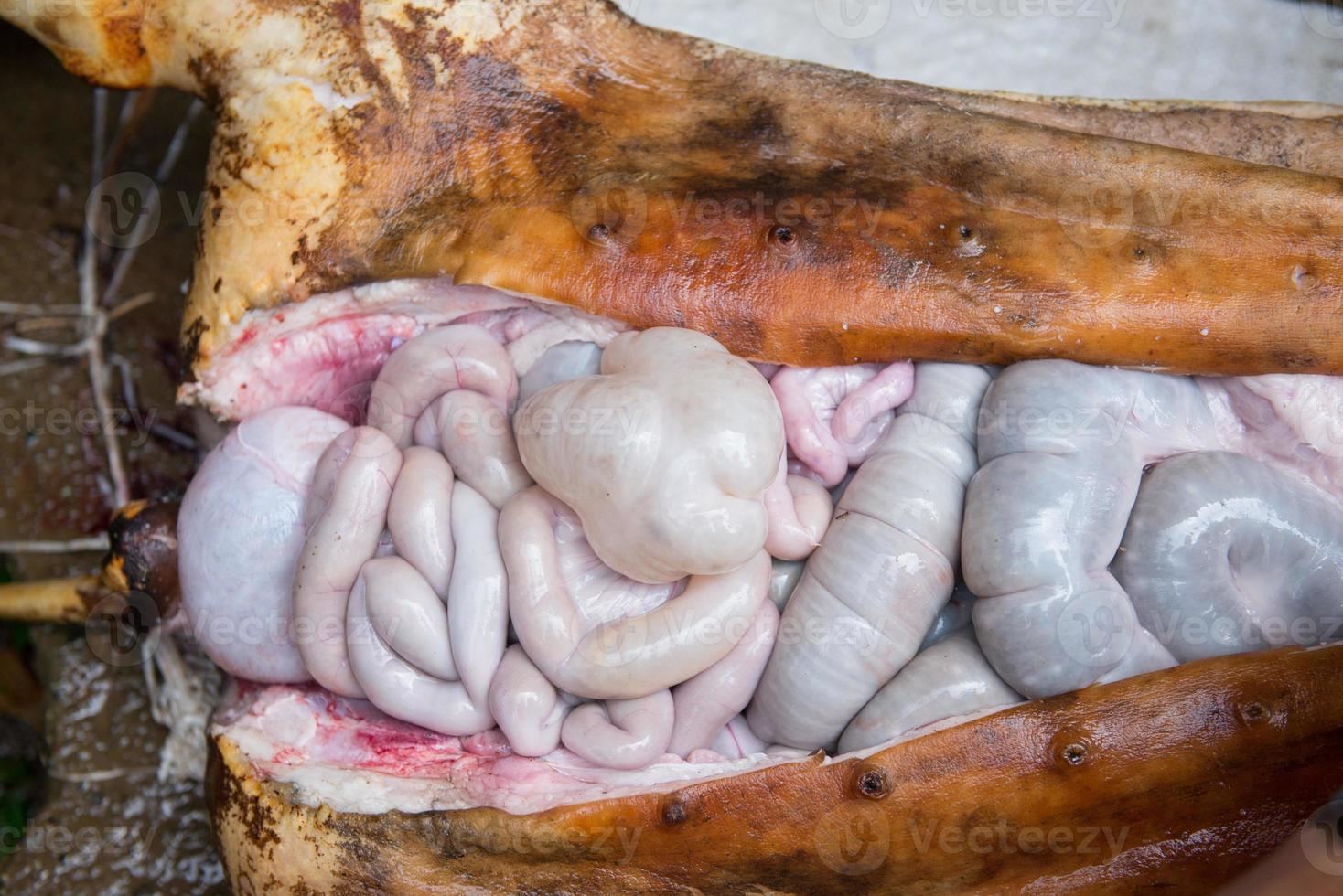 internal organs of pig photo