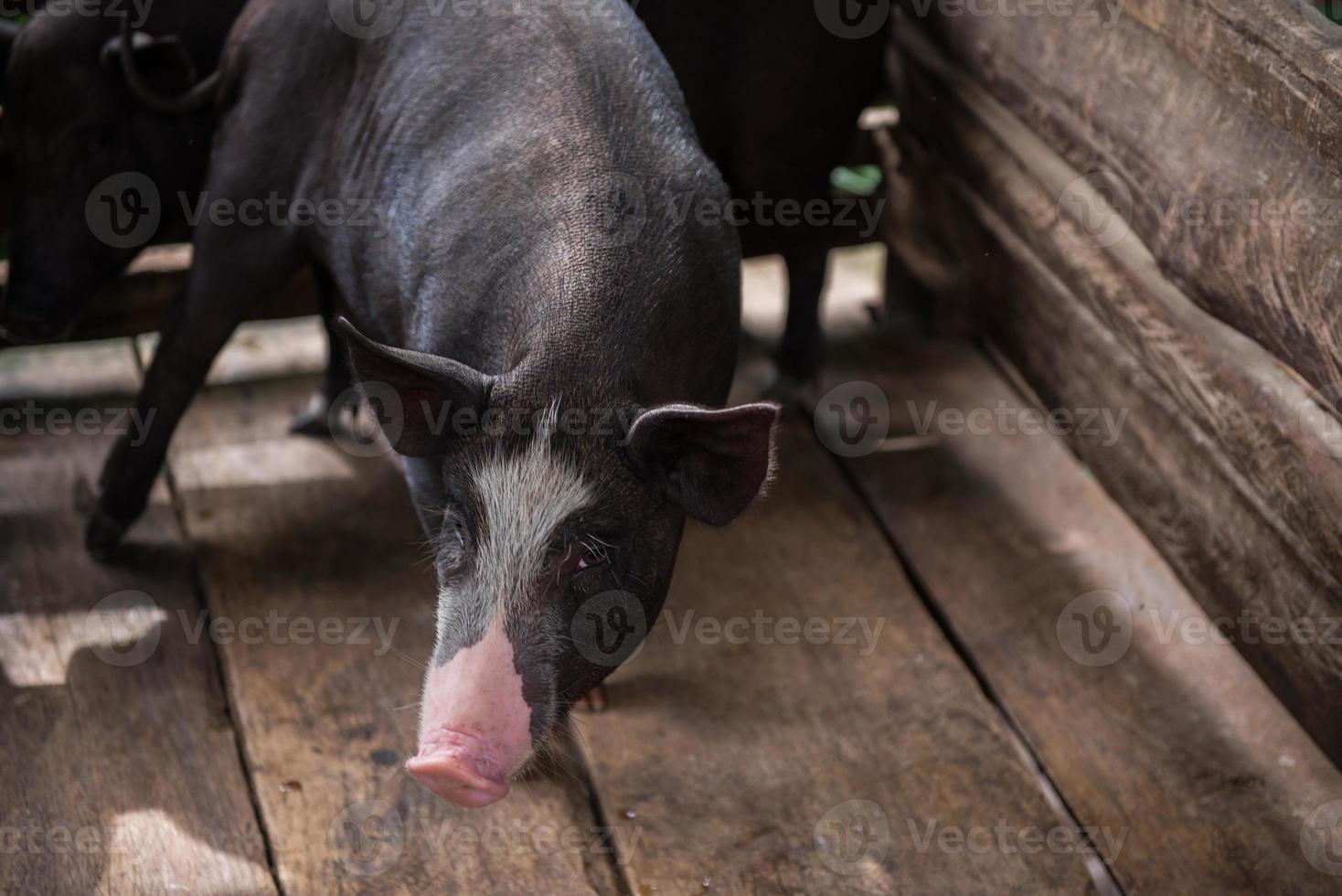 young dirty pigs in pig farm photo