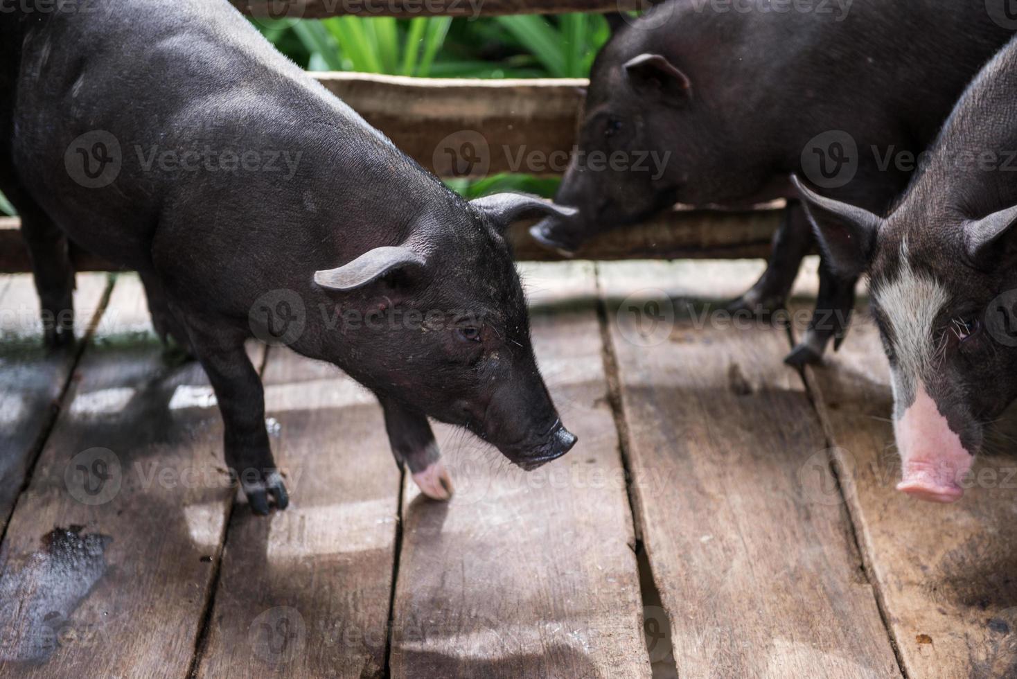 young dirty pigs in pig farm photo