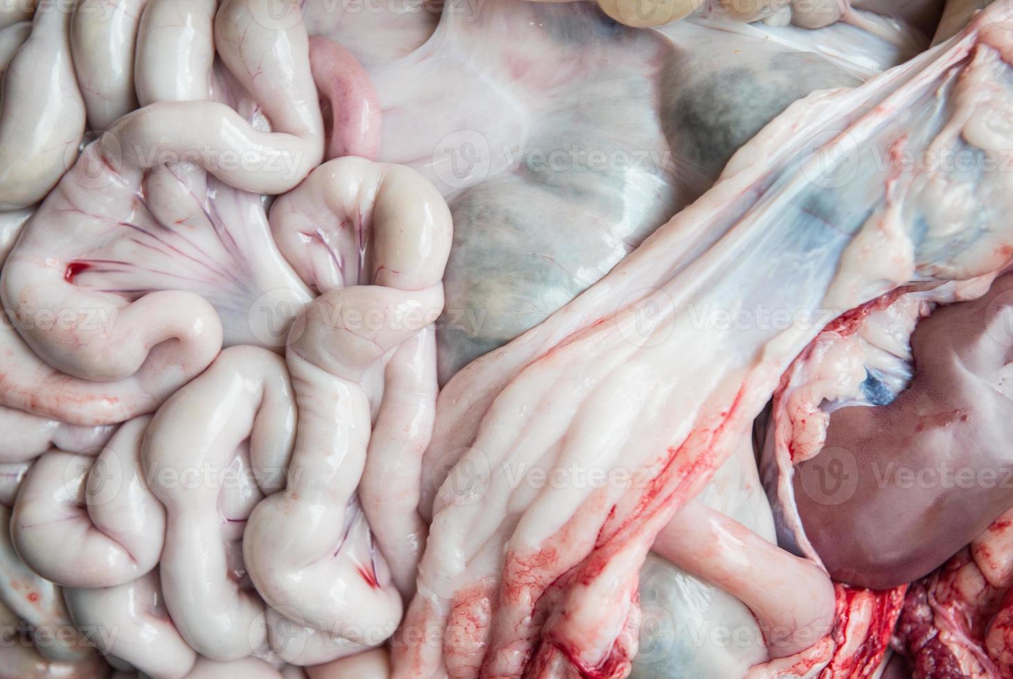 internal organs of pig photo