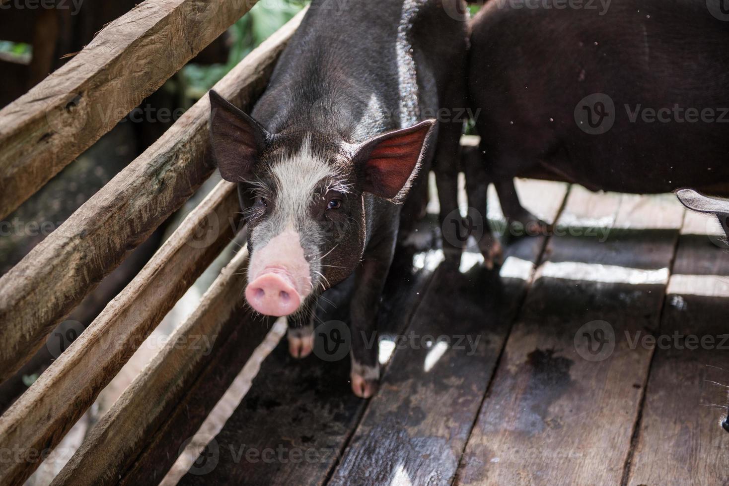 young dirty pigs in pig farm photo