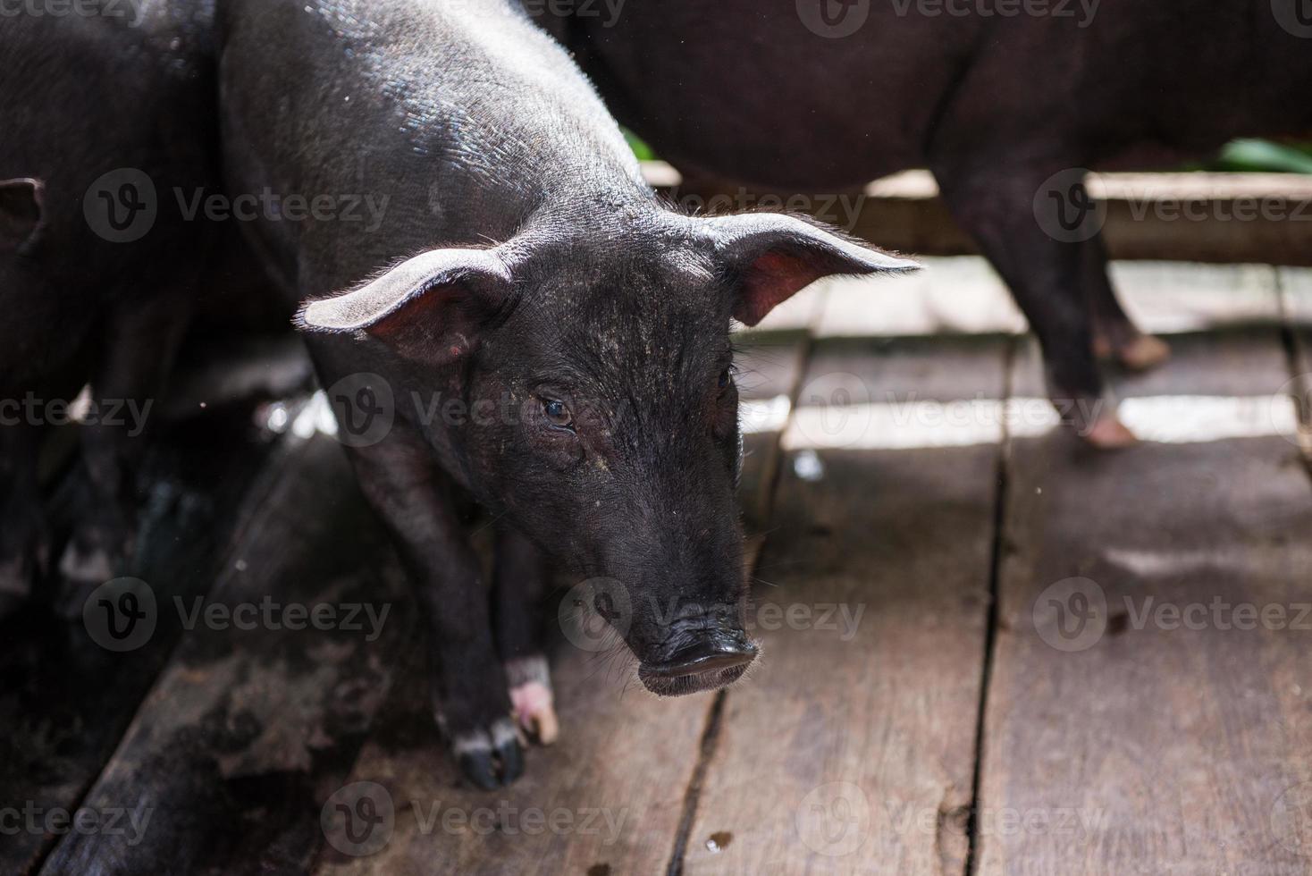 young dirty pigs in pig farm photo