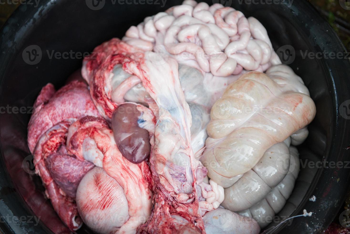 internal organs of pig photo