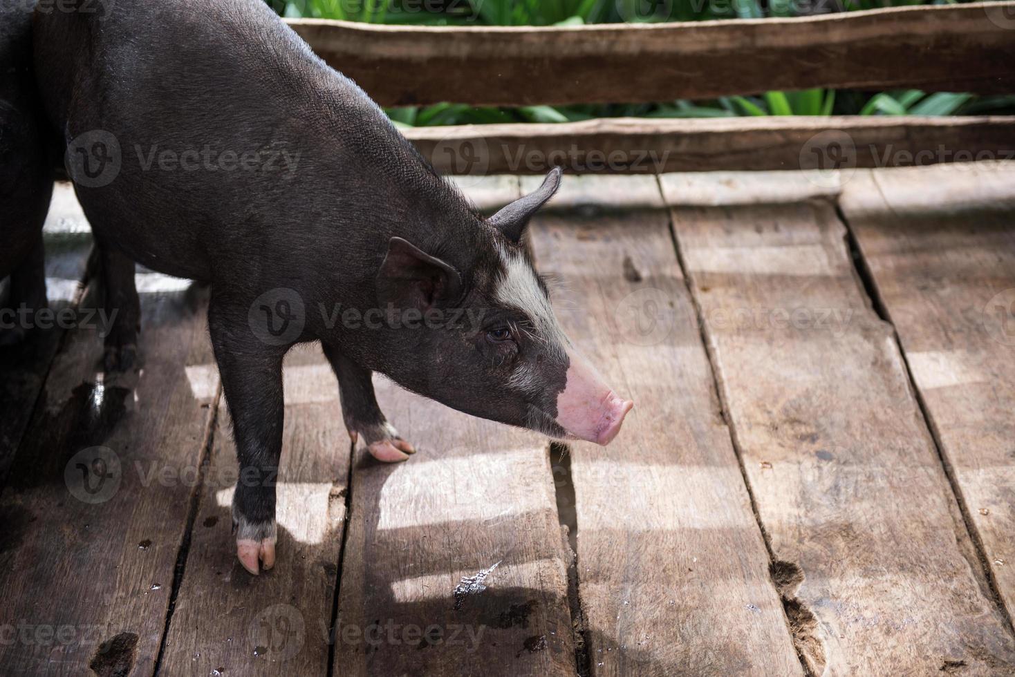 young dirty pigs in pig farm photo
