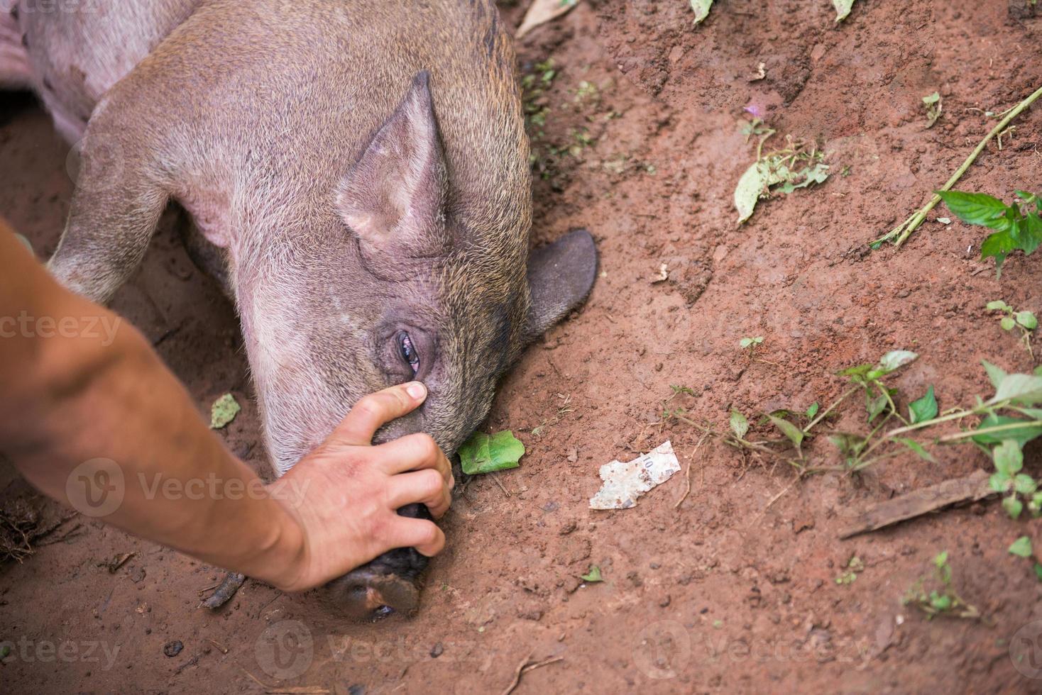 capture the pig for slaughter photo