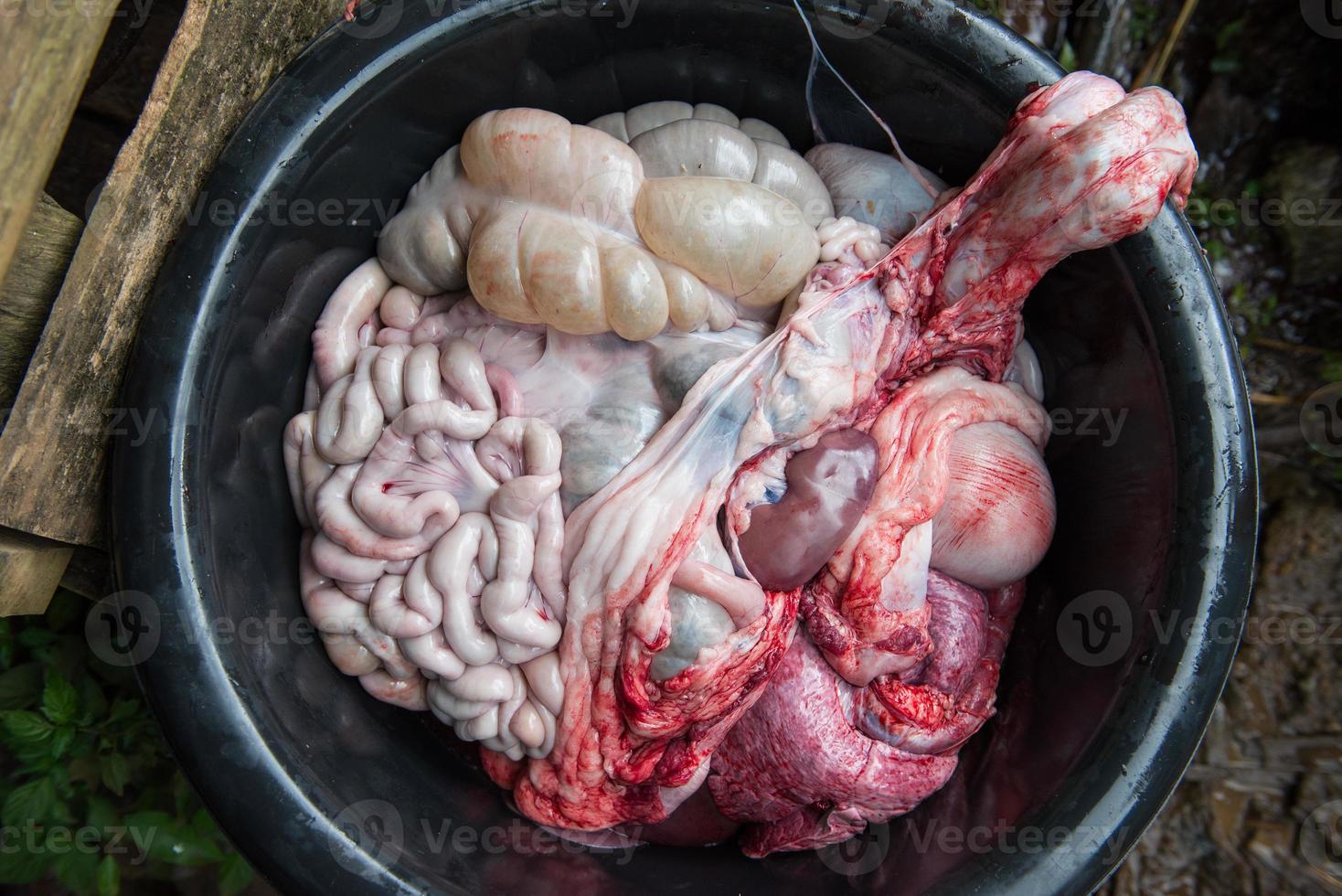 internal organs of pig photo