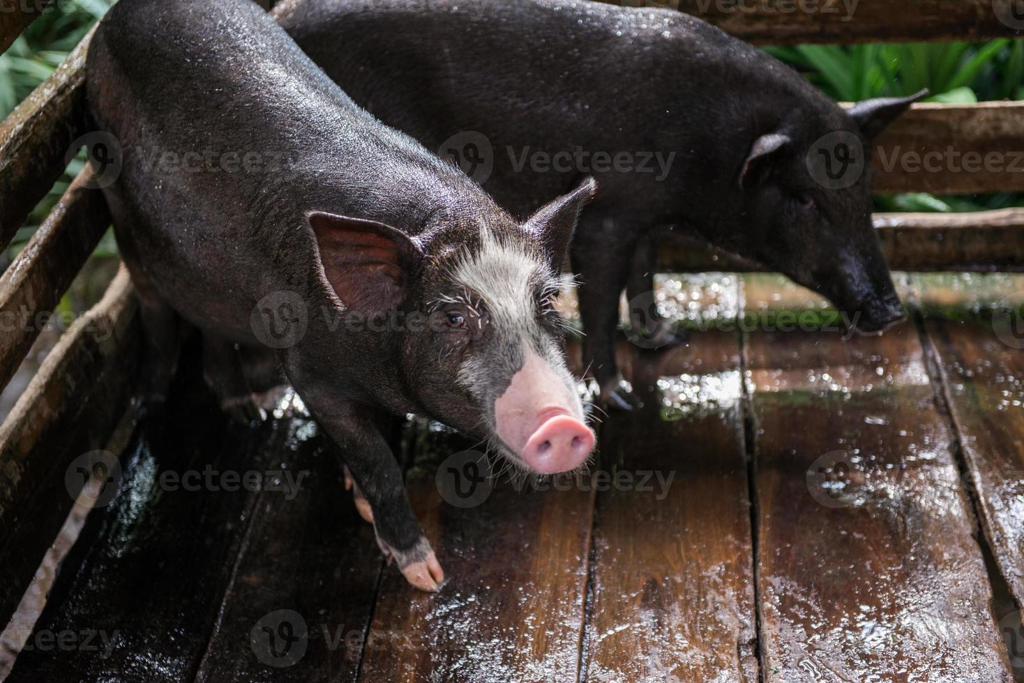 young dirty pigs in pig farm photo