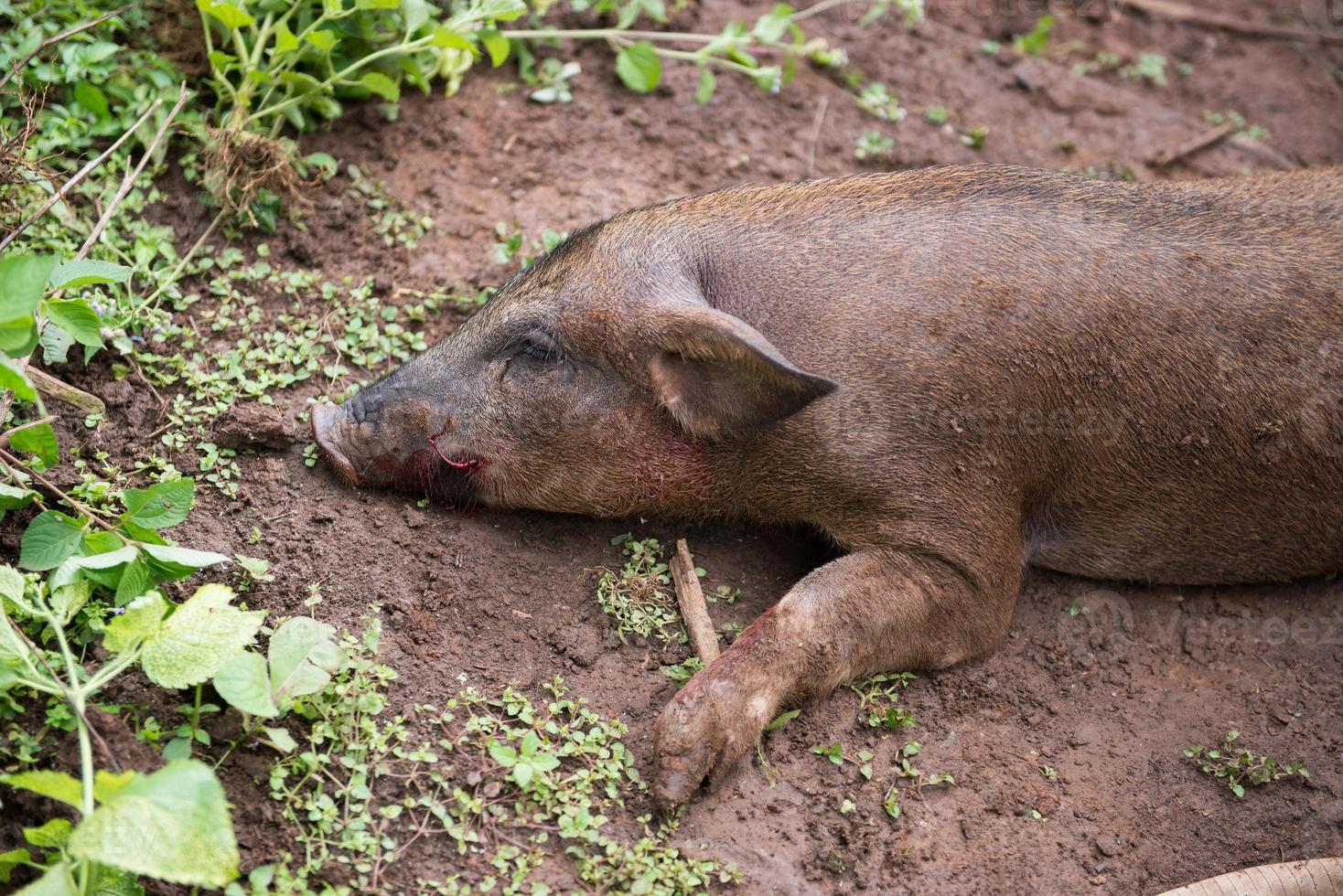 Dead pig on the ground photo