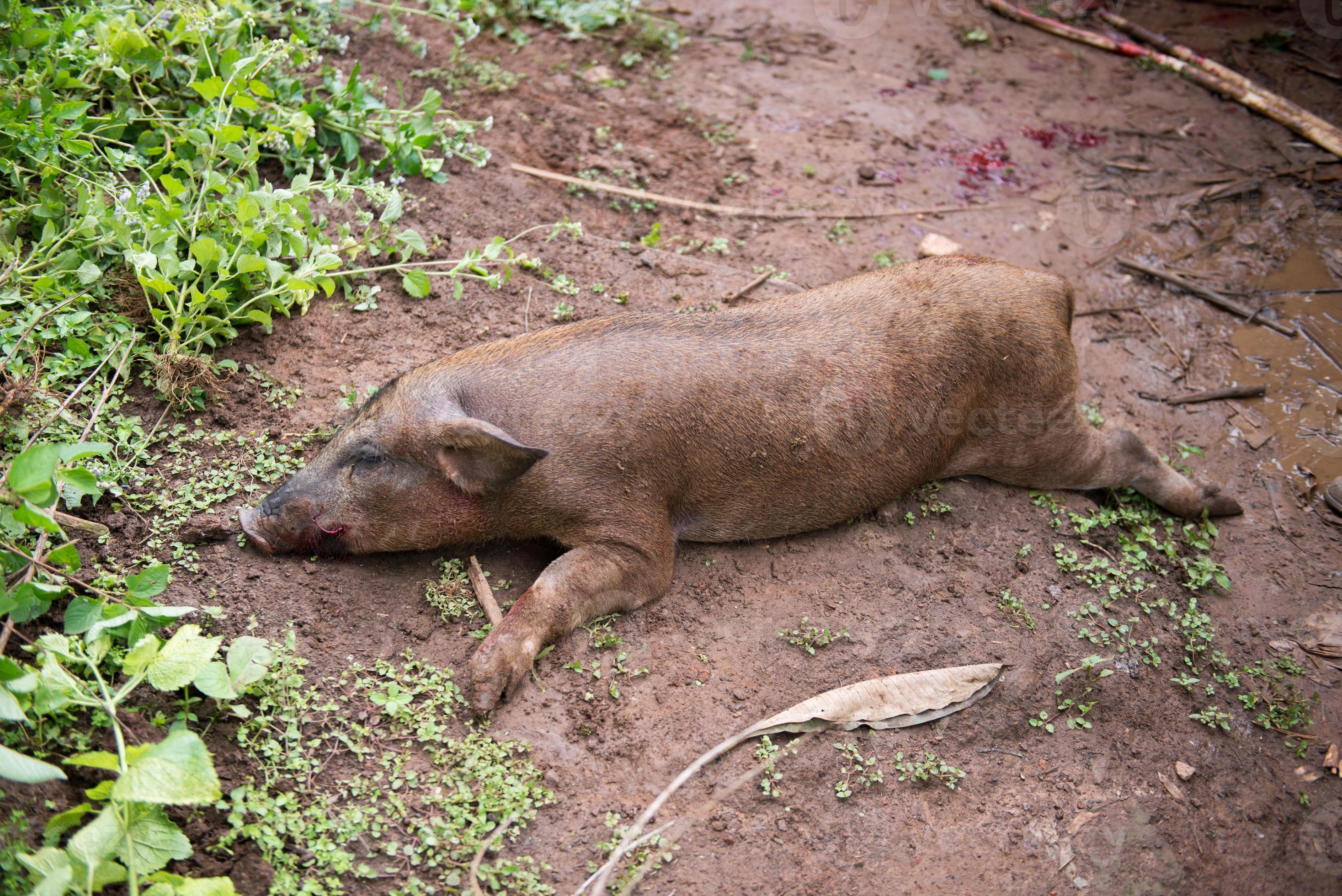 Dead pig on the ground 21896406 Stock Photo at Vecteezy