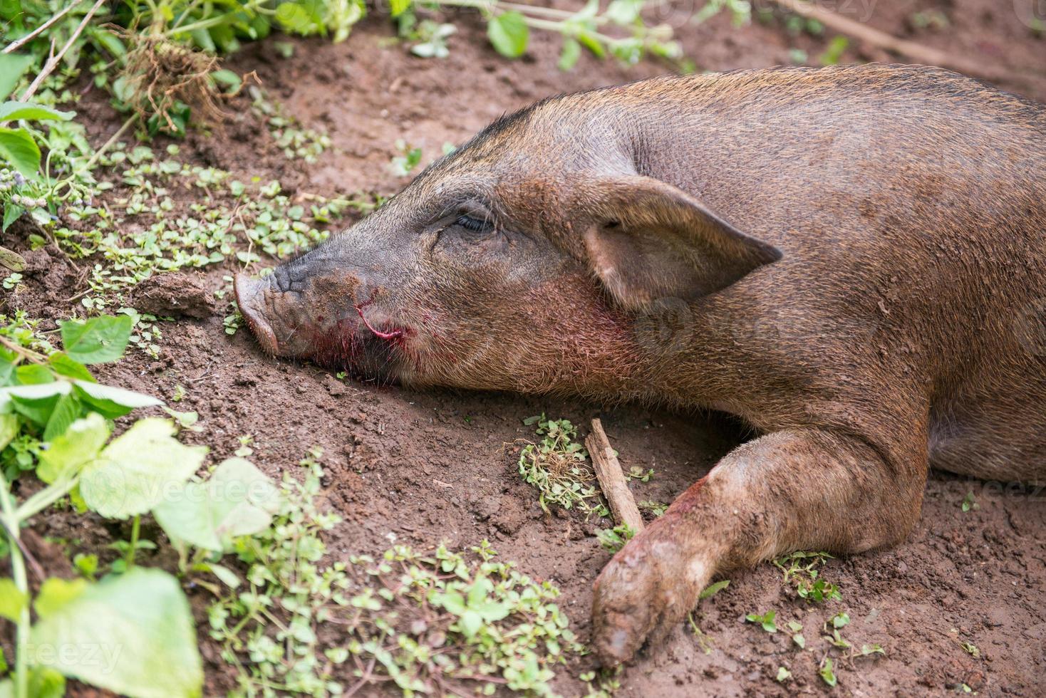 Dead pig on the ground photo