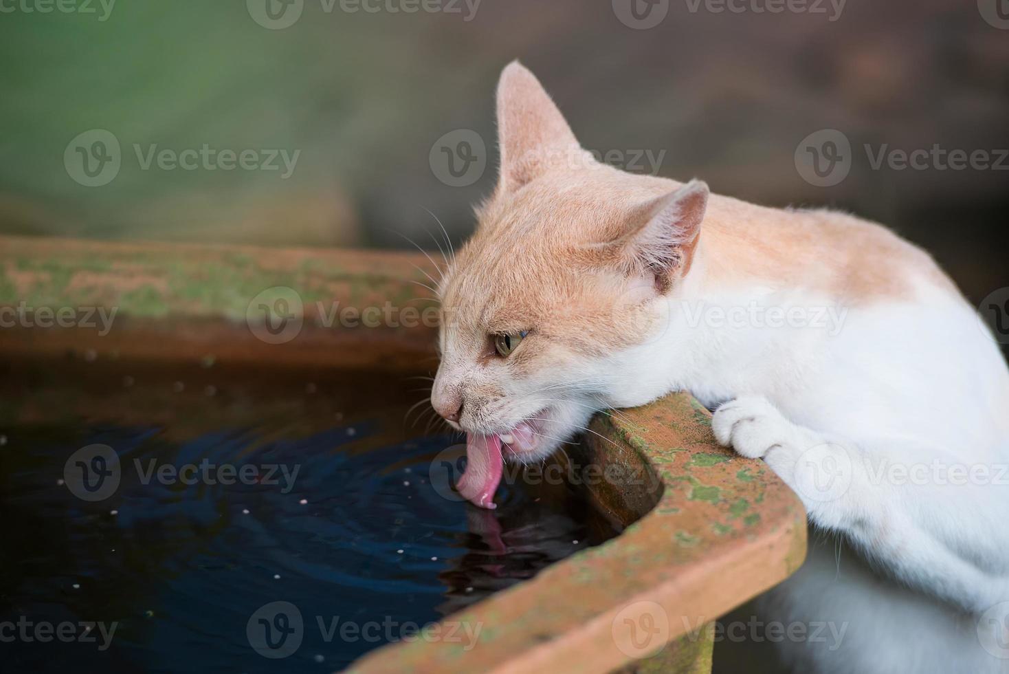 lovely cat is drinking water from brick basin photo