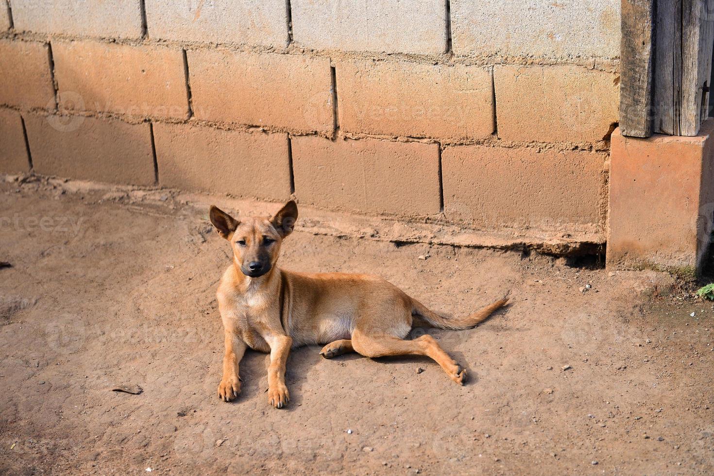 Abandoned, lonely dog in the rural area photo
