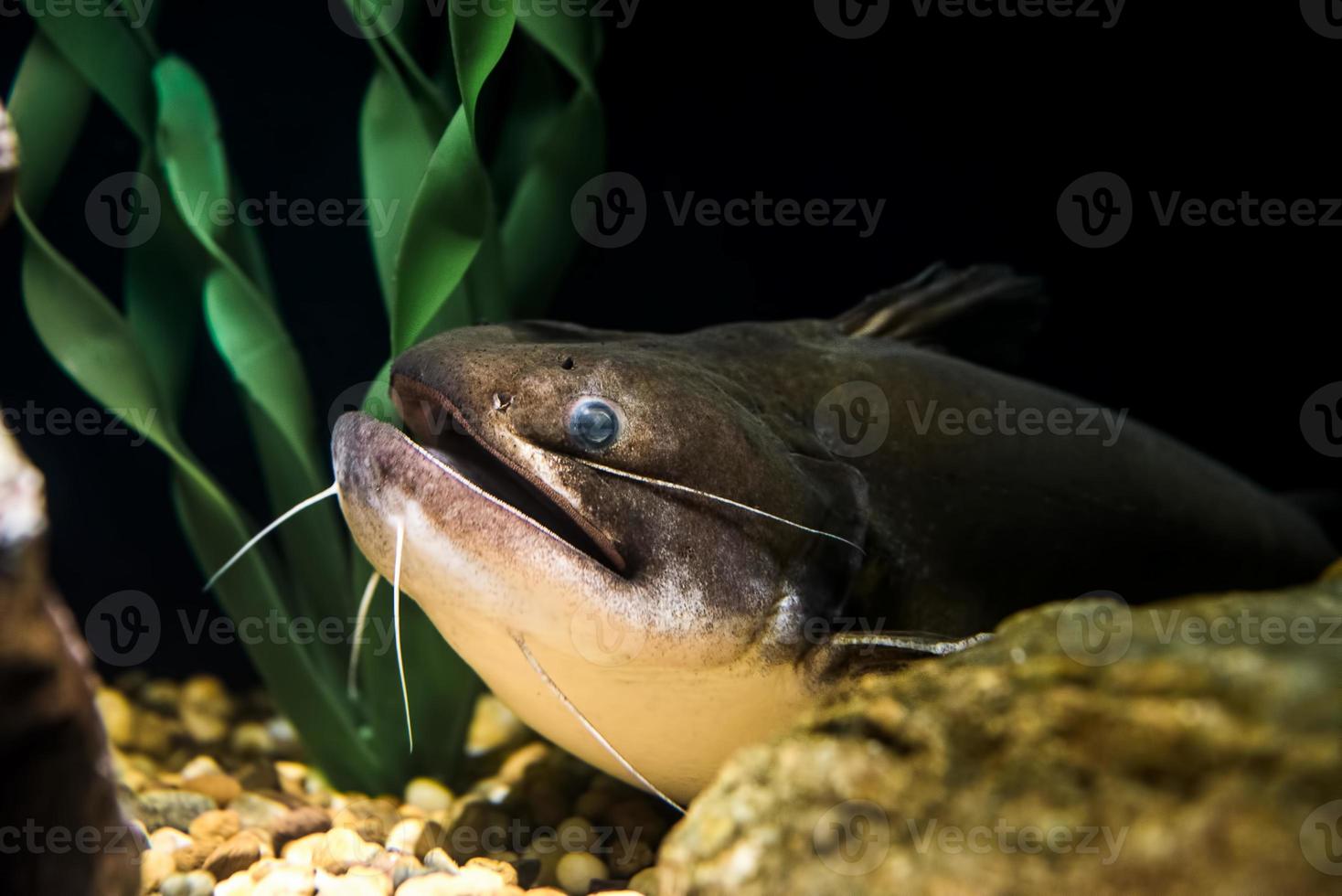 Giant Catfish underwater photo