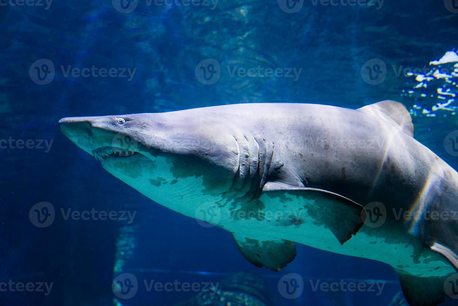 genial blanco tiburón submarino foto