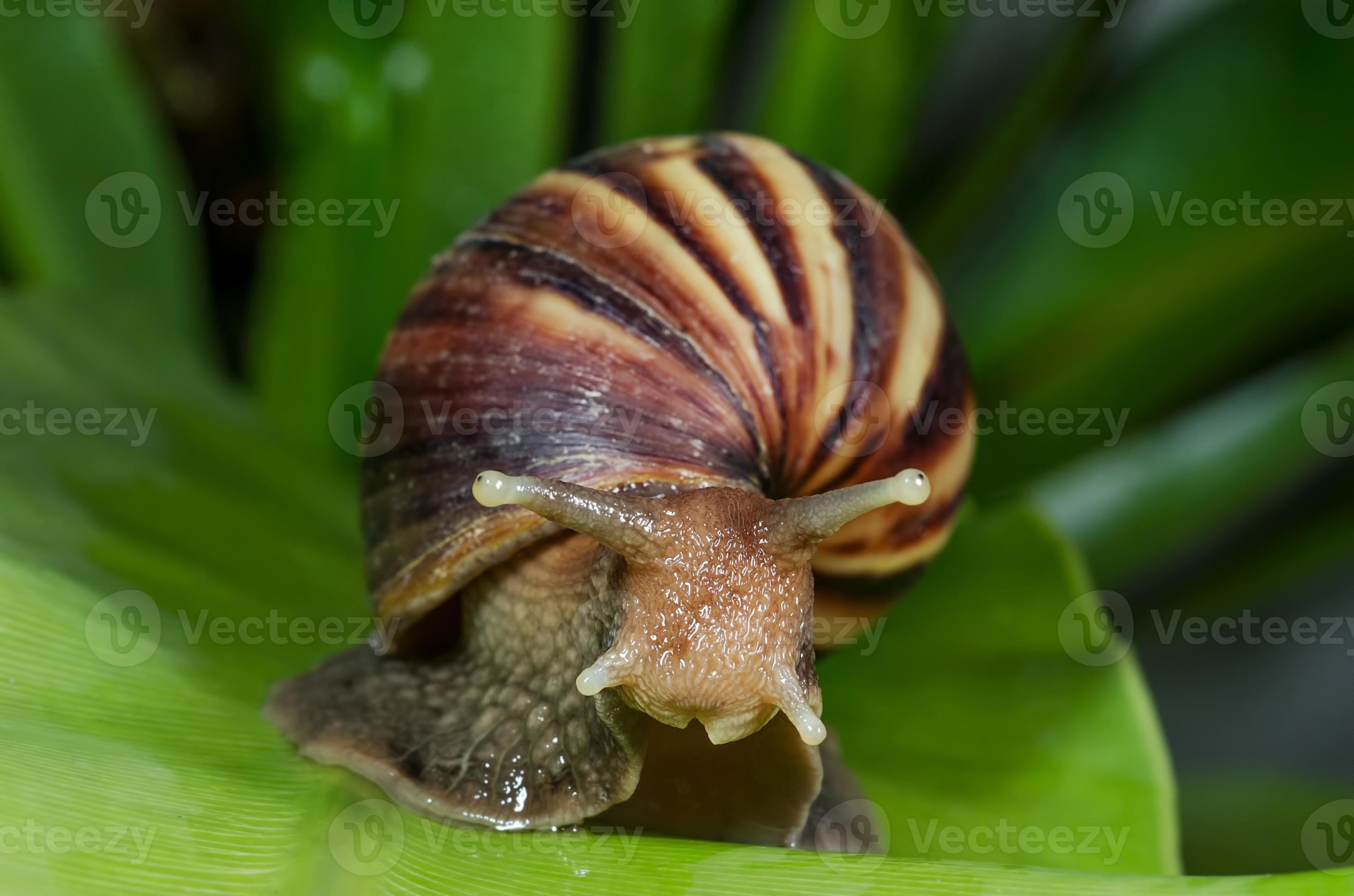 snail in the garden Close up 21896436 Stock Photo at Vecteezy