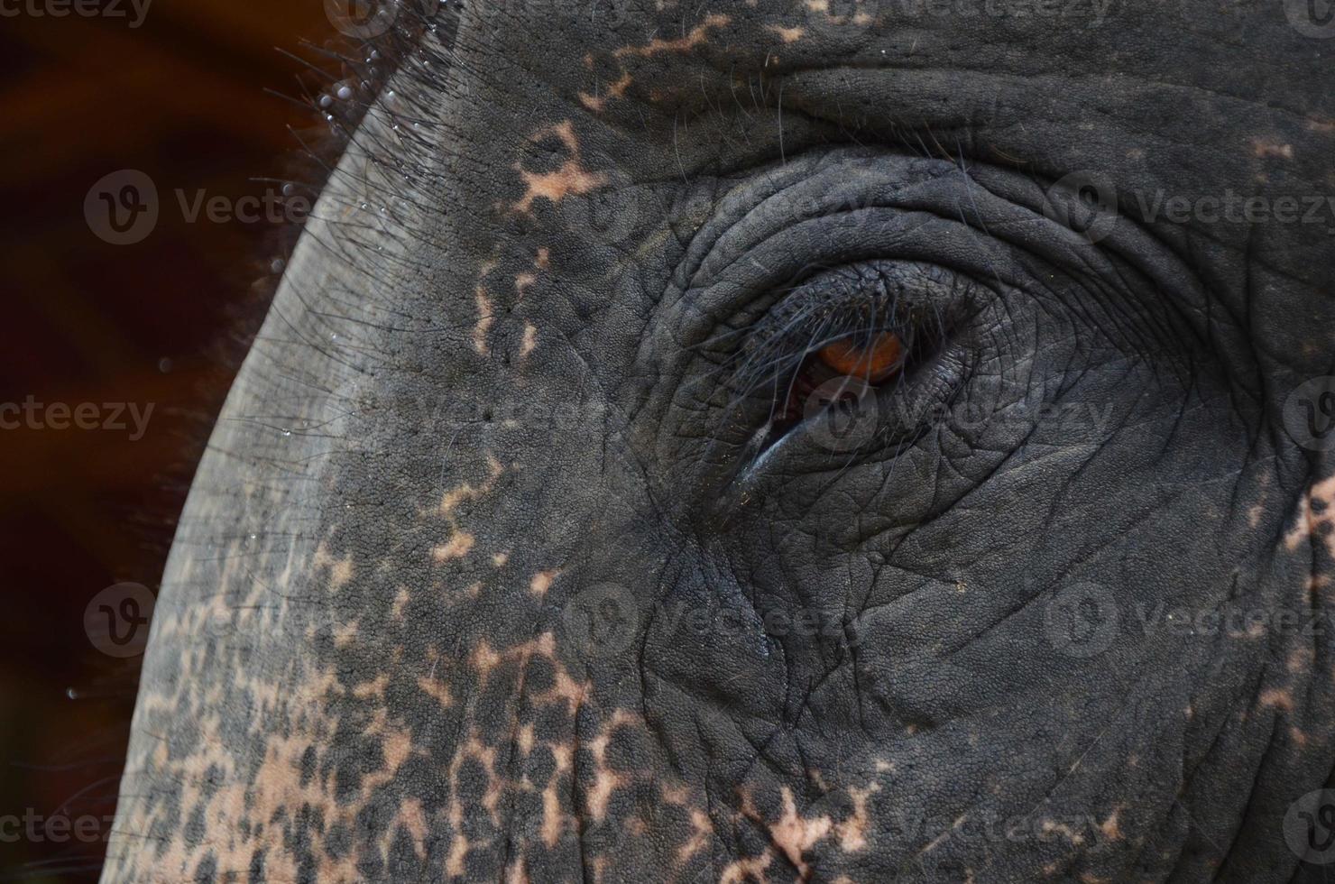 The eyes of elephant photo