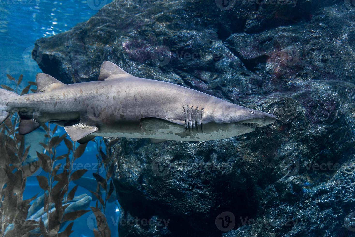 Great White Shark Underwater photo