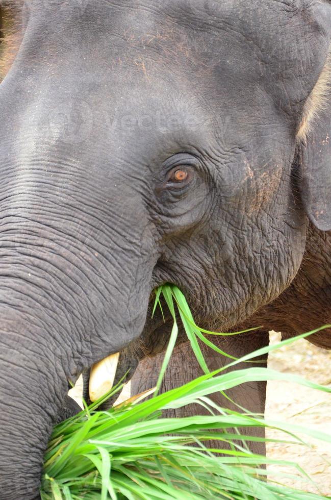 asiático elefante es comiendo foto