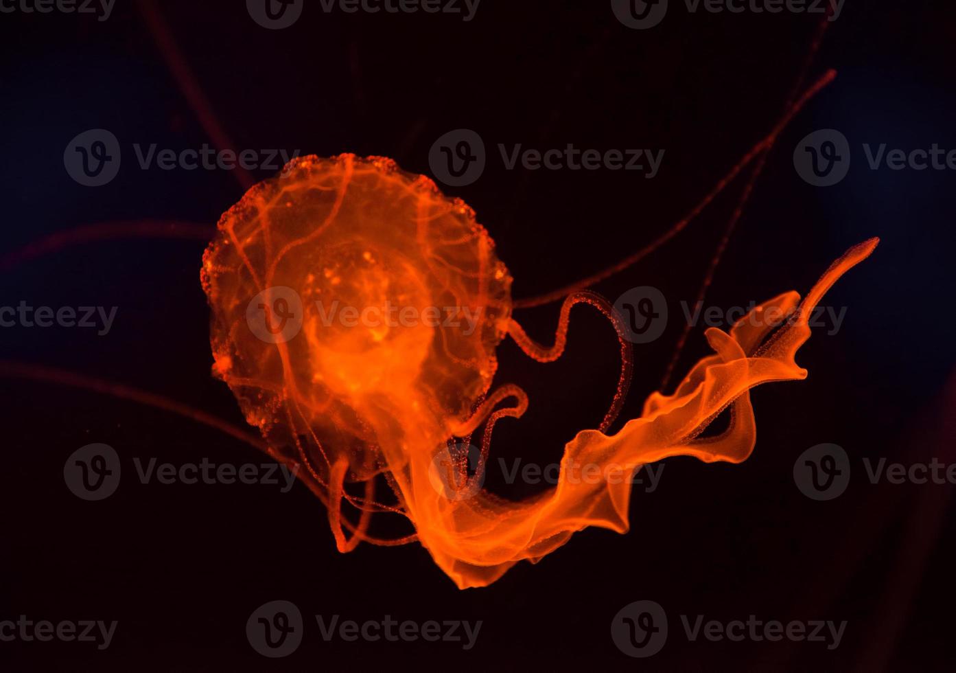 underwater image of jelly fish photo