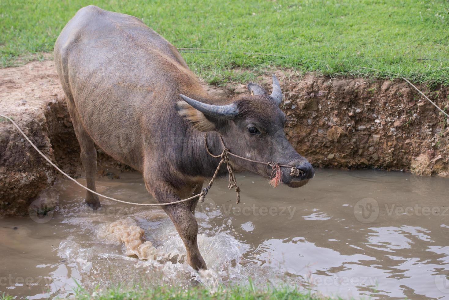 buffalo is playing water, Thailand photo