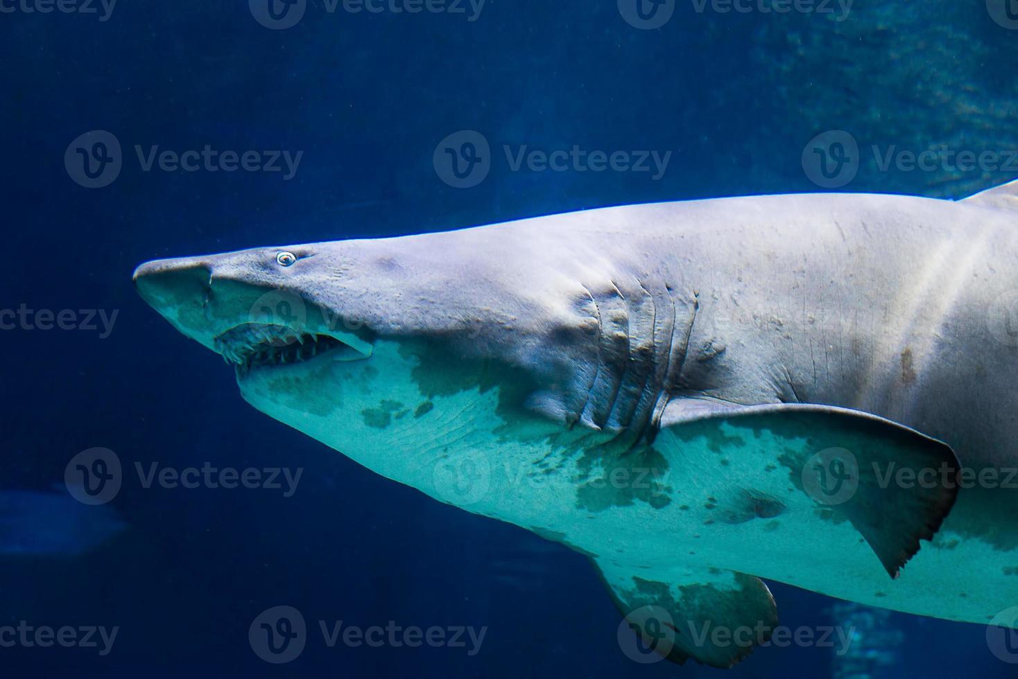 genial blanco tiburón submarino foto