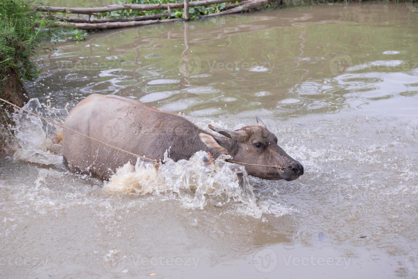 buffalo is playing water, Thailand photo