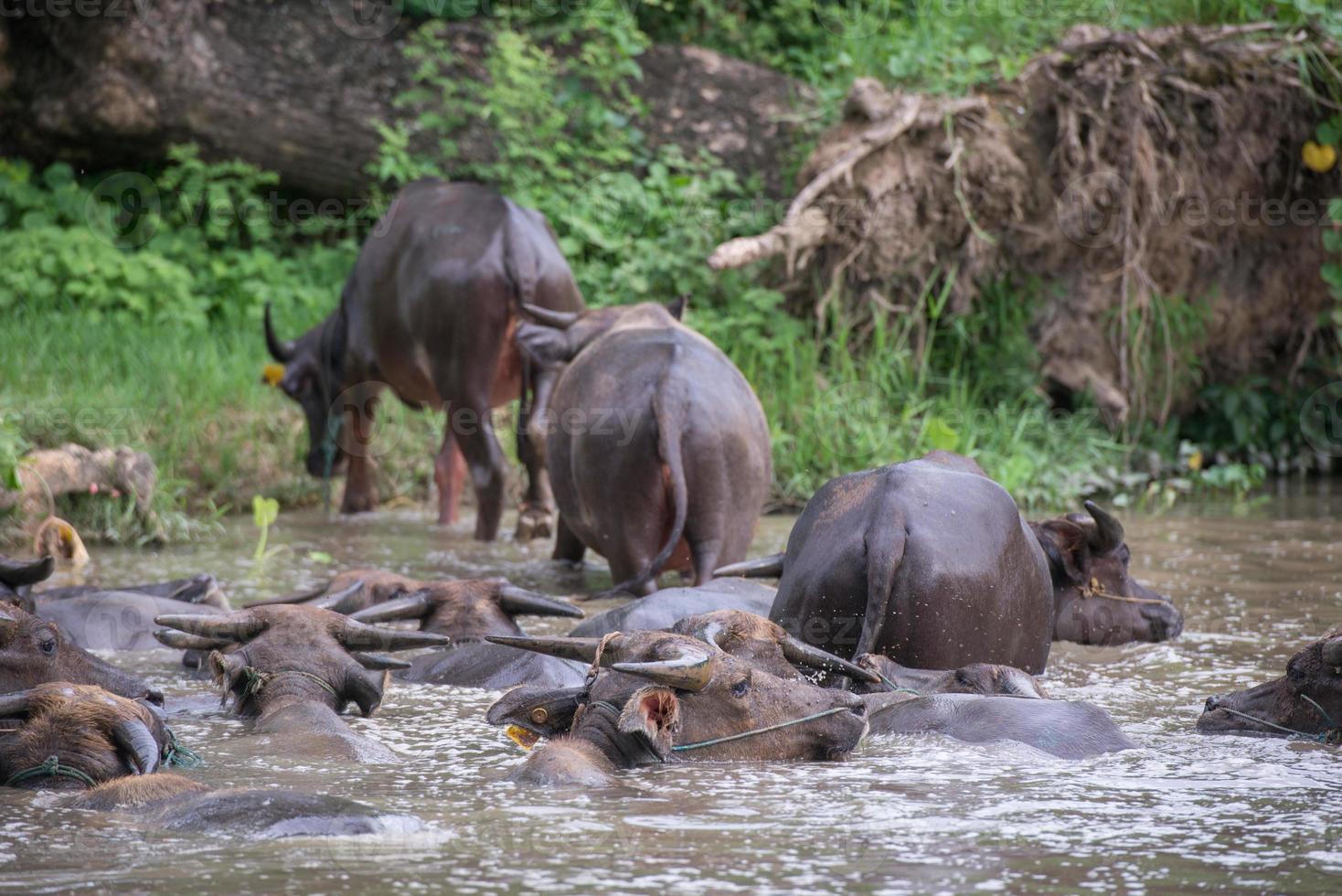 un grupo de búfalo son jugando agua, Tailandia foto