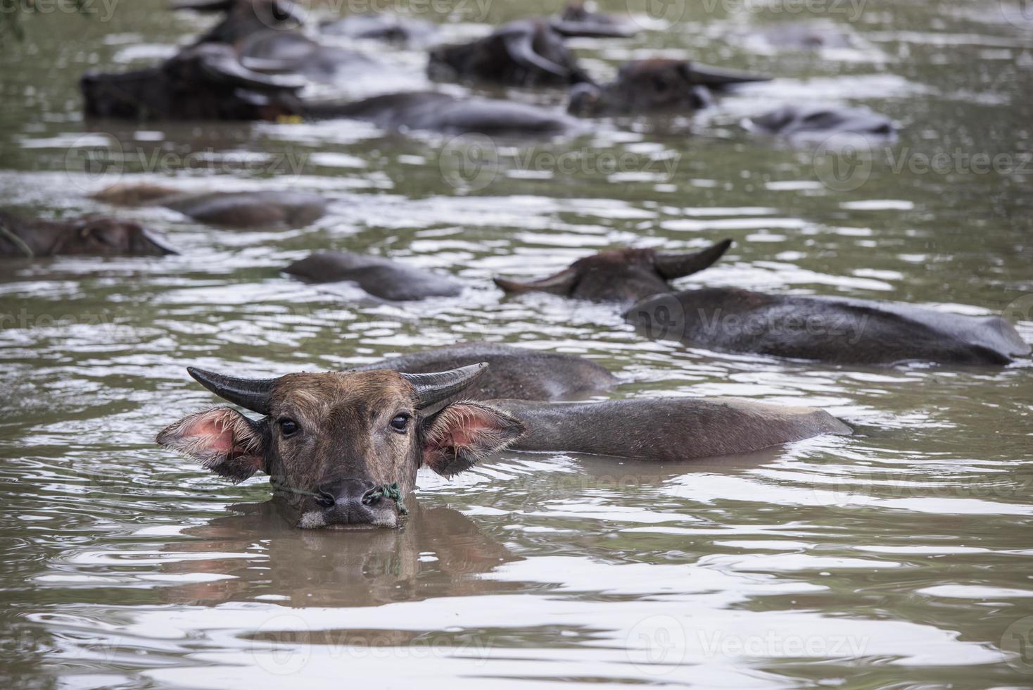 un grupo de búfalo son jugando agua, Tailandia foto