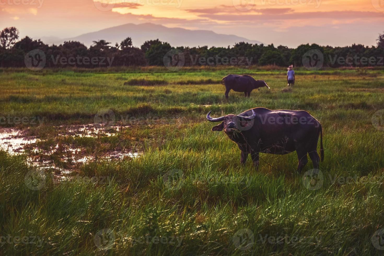 buffalo in a field and sunset photo