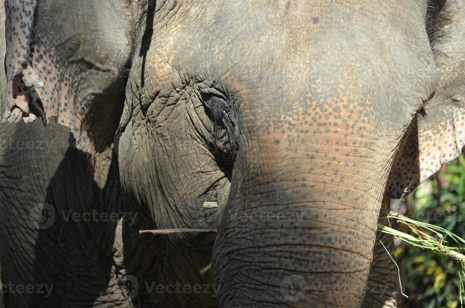 Asian elephant in the jungle photo