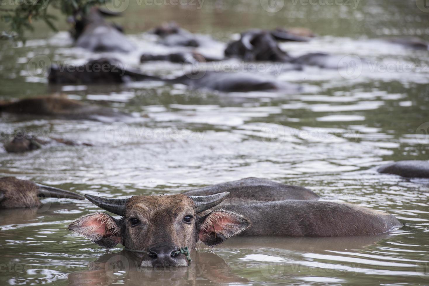 un grupo de búfalo son jugando agua, Tailandia foto