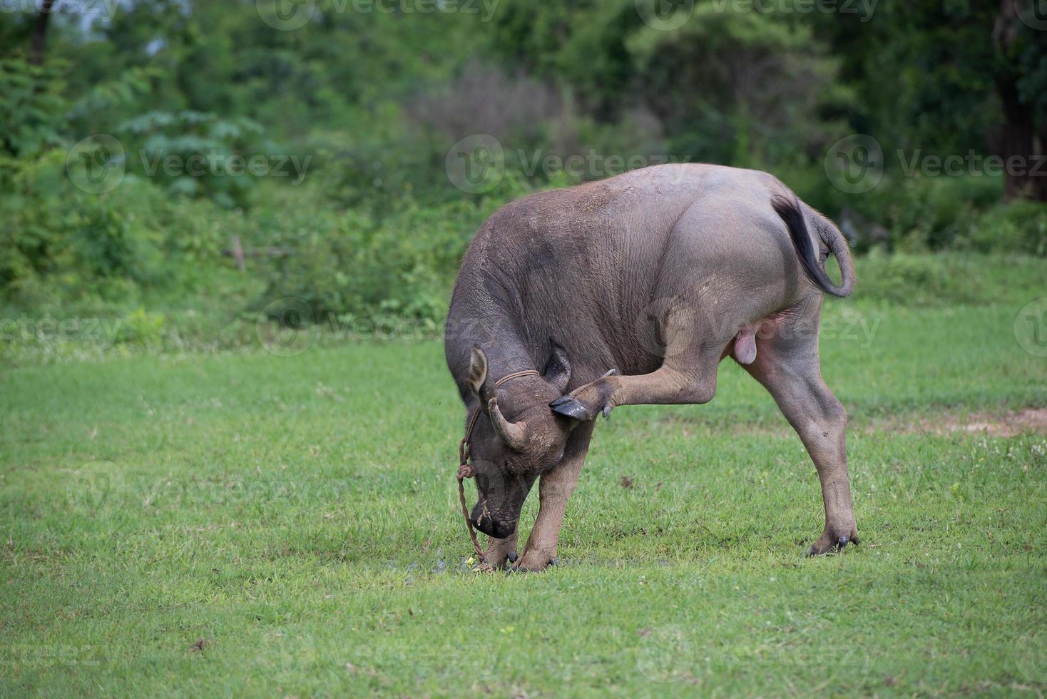 Buffalos in field, Thailand 4 photo