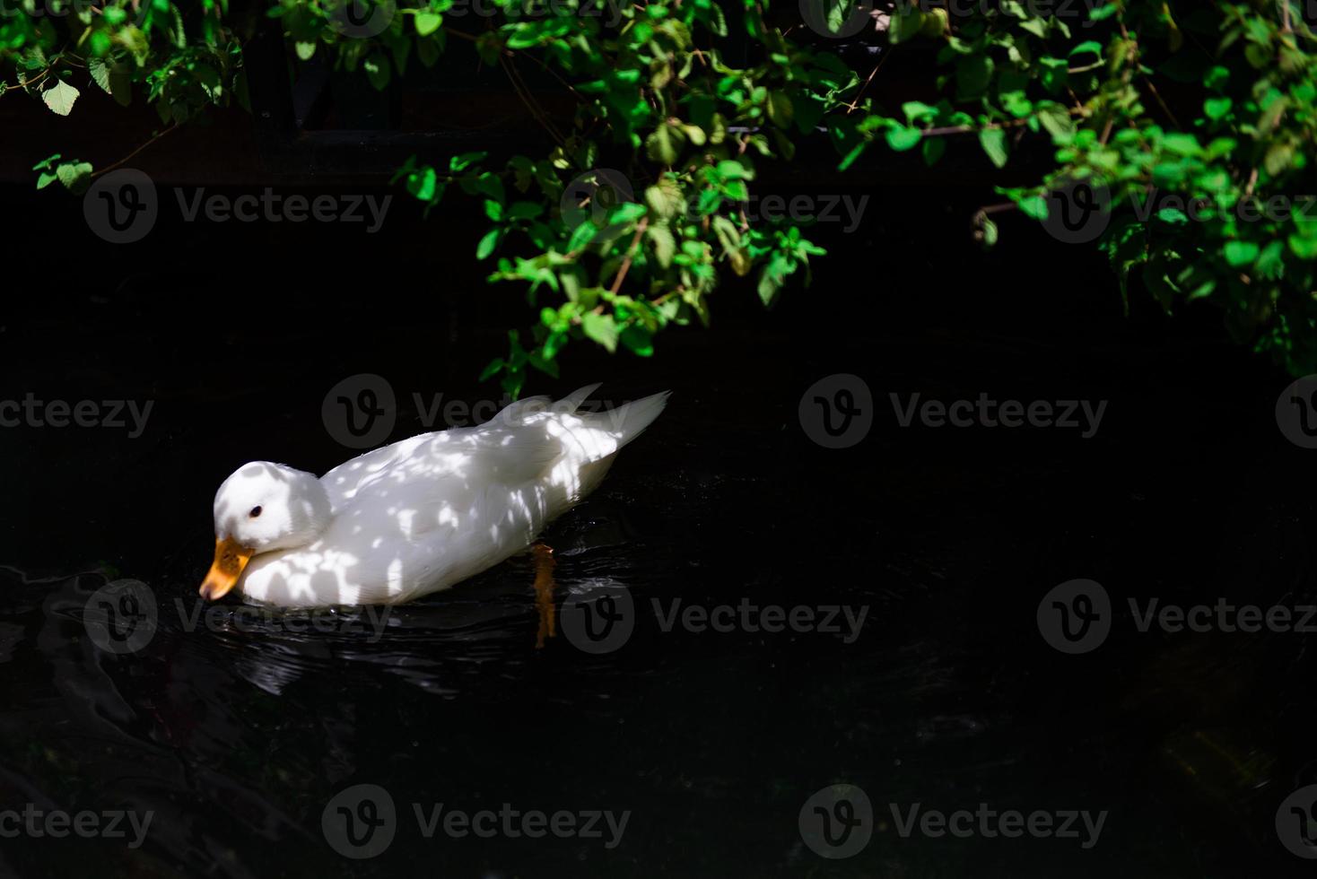 White duck in the pond photo