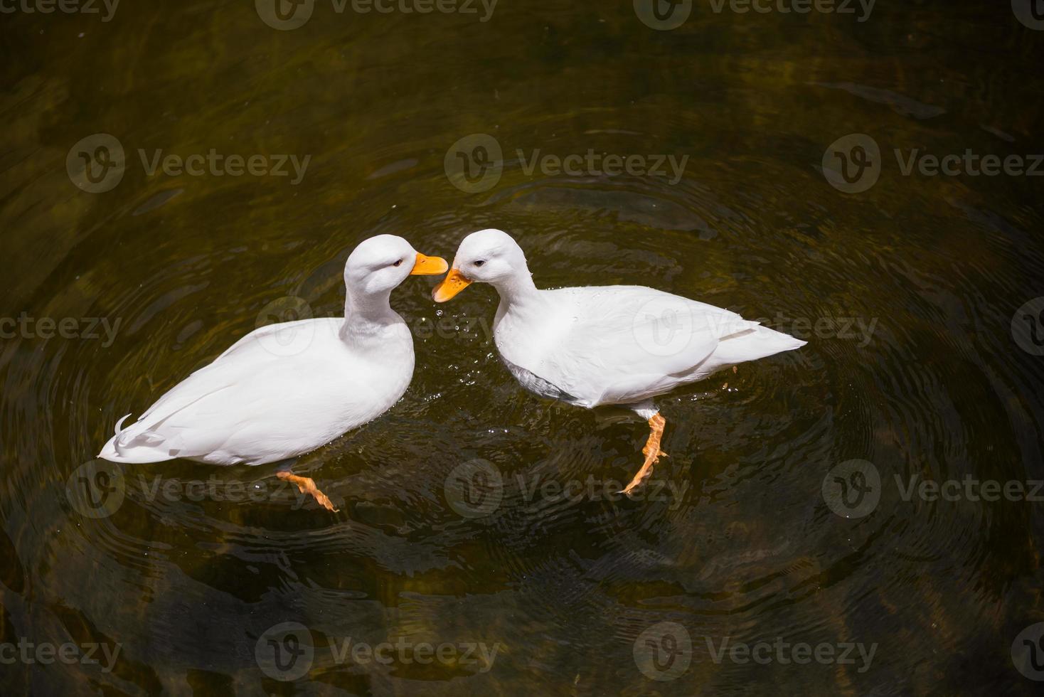 Two White ducks in the pond photo