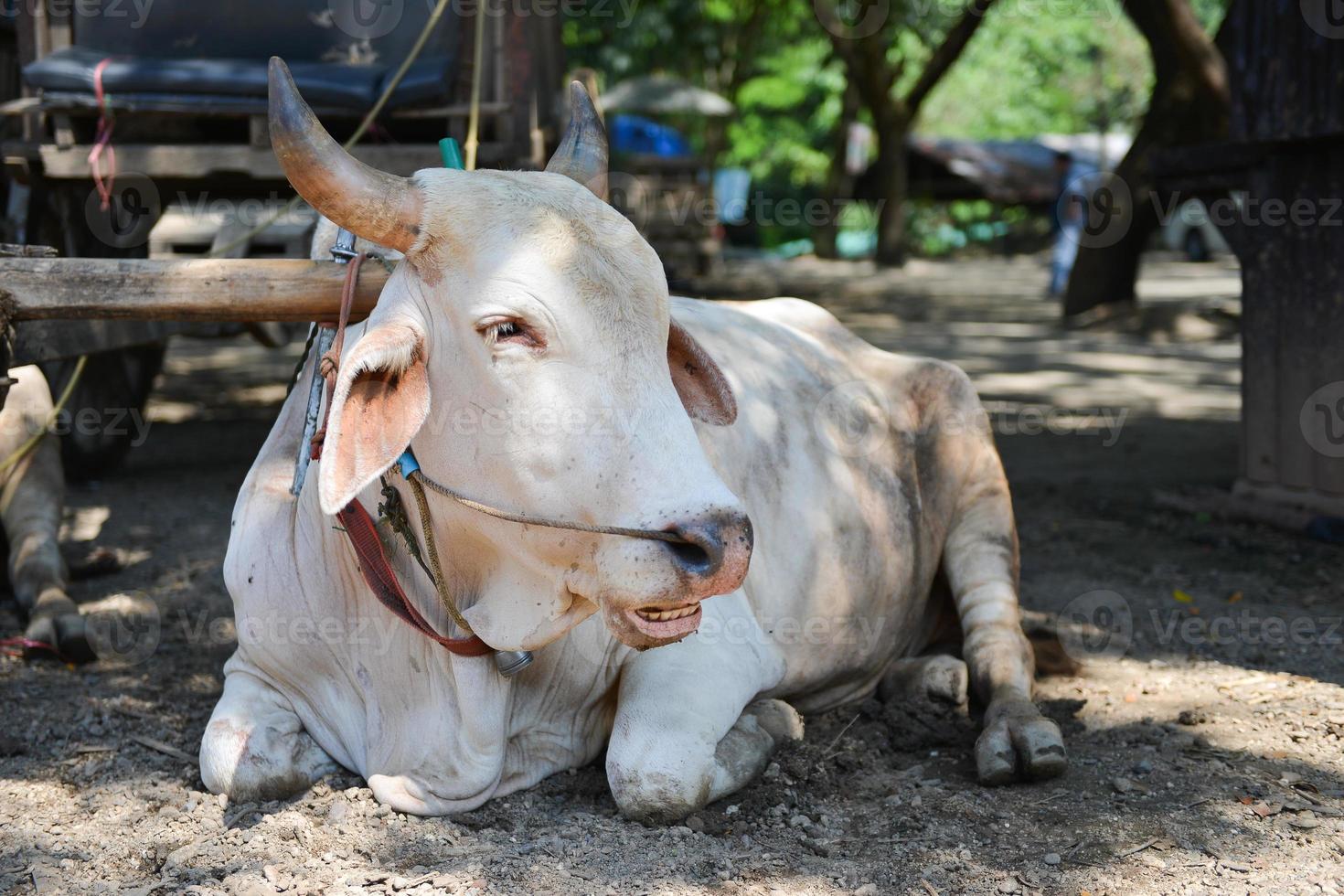 cow cart in Thailand photo