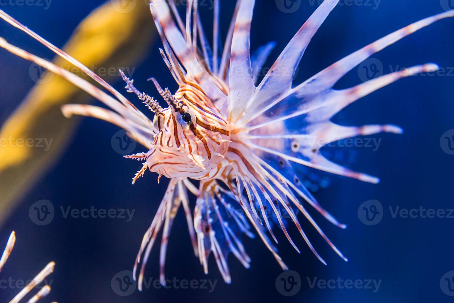 Lion fish underwater photo