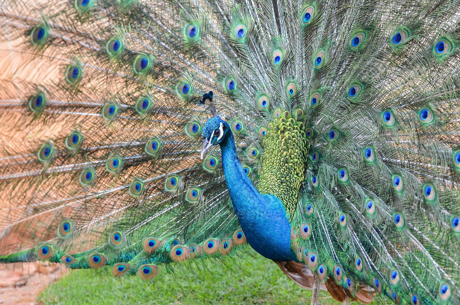 Peacock is displaying its plumage photo
